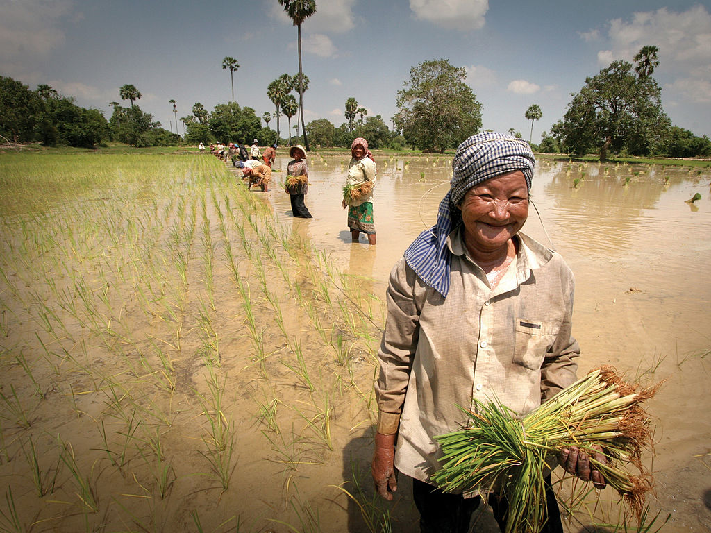 a_group_of_women_plant_paddy_rice_seedlings_in_a_field_near_sekong_2_1