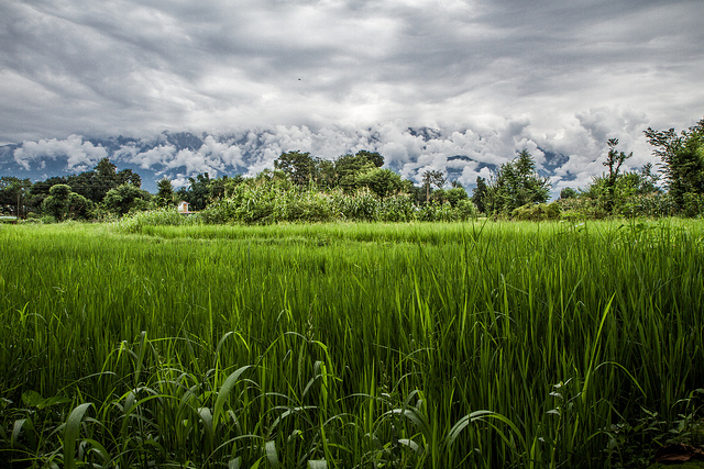 Putting agriculture at the forefront of global climate change negotiations