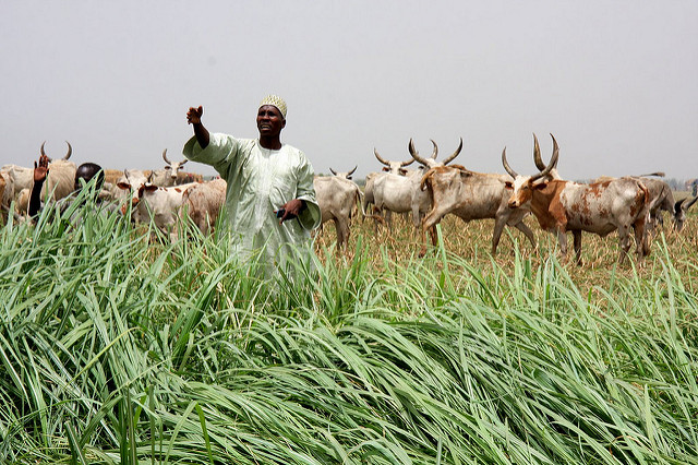 Managing the tensions between herding and farming in the Sahel