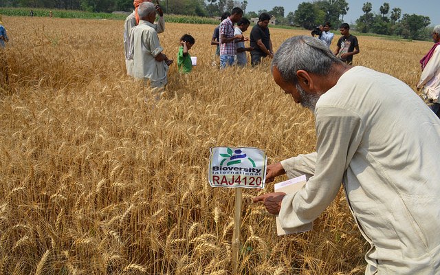 india_farmer_wheat_varieties