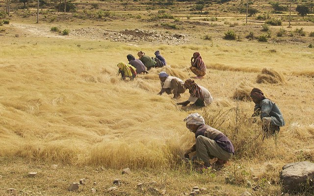 Teff love: Ethiopia’s staple crop requires a big push