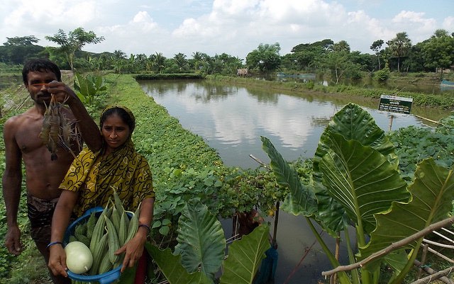 Confronting the challenges of salinity intrusion on agriculture in South Asia