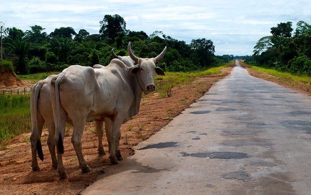 cattle_road