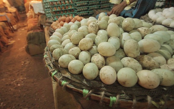 eggs_bangladesh