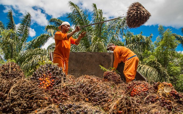 Can boosting yields slow the global palm oil expansion and ease its environmental impacts?