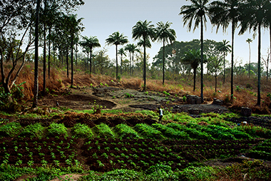 Healthy soils for global sustainable development