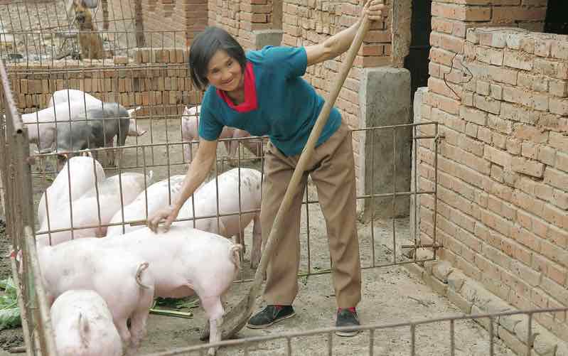 Chinese livestock farms struggle under COVID-19 restrictions