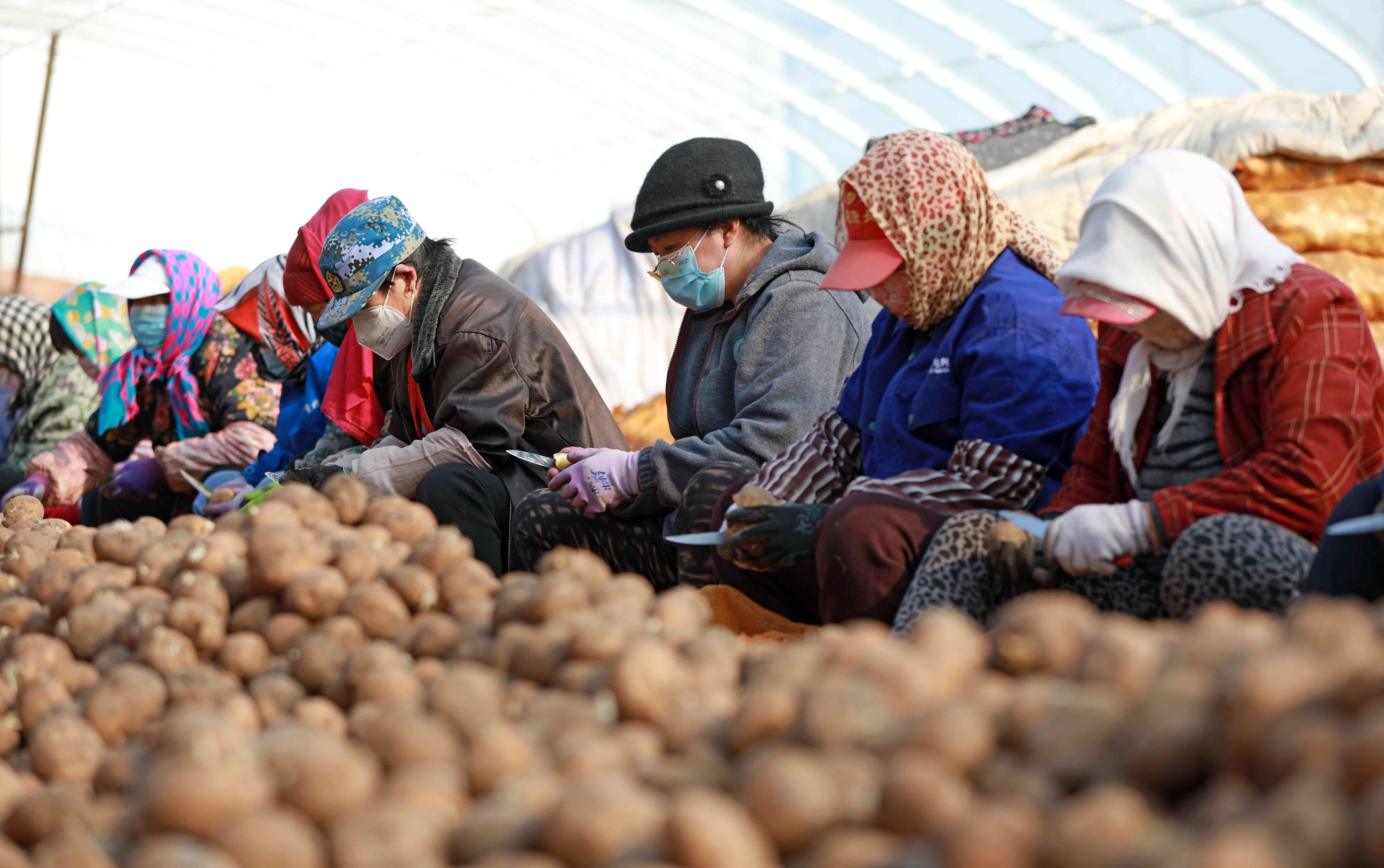 china_potato_farm