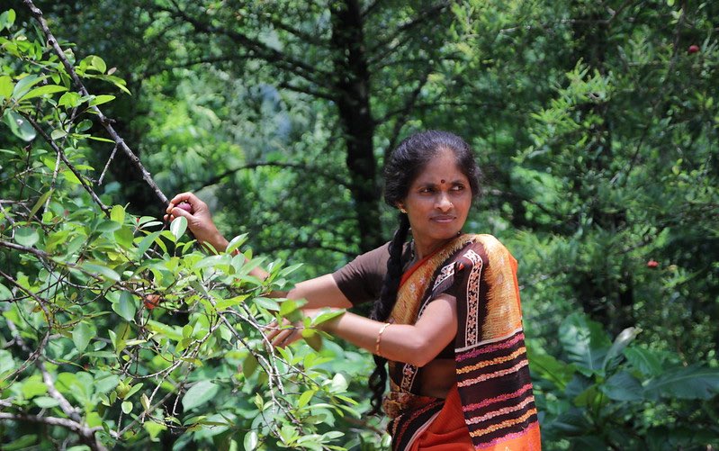 International Forests Day: The crucial value of India’s common lands