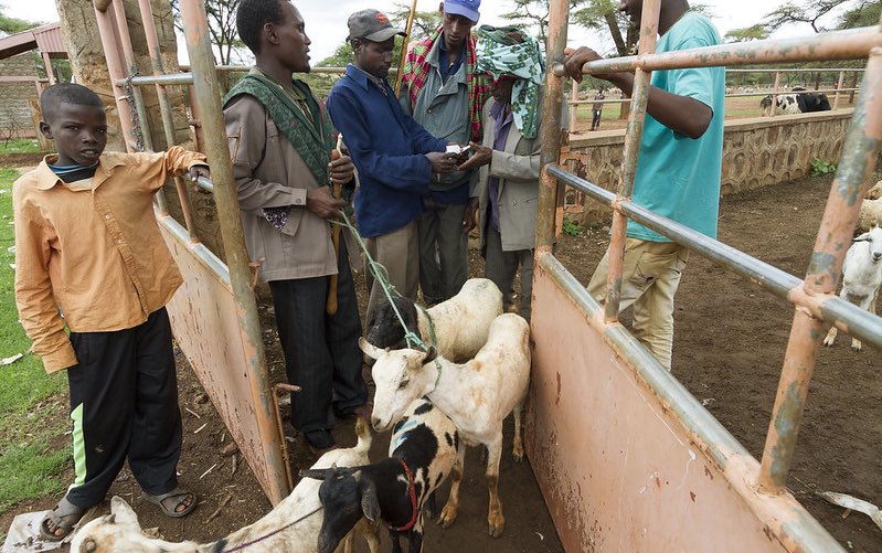 ethiopia_goats