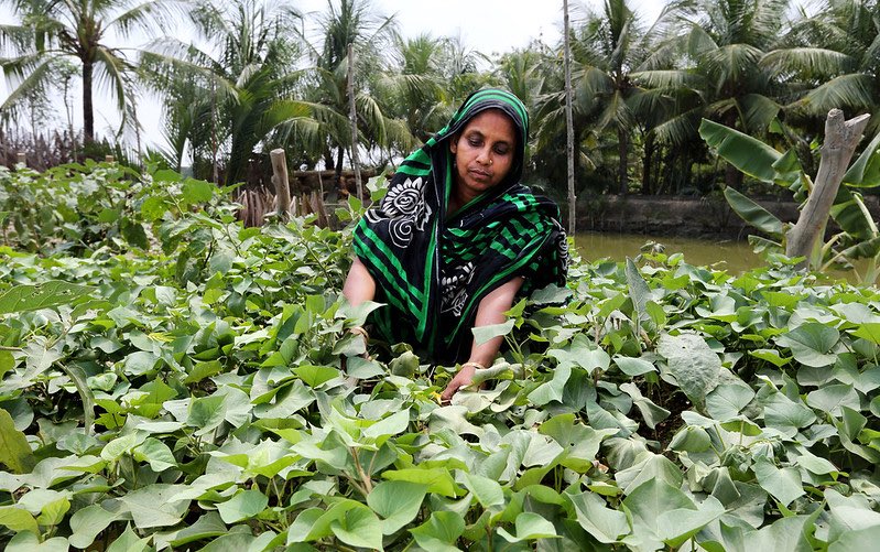 bangladesh_farmer_khulna