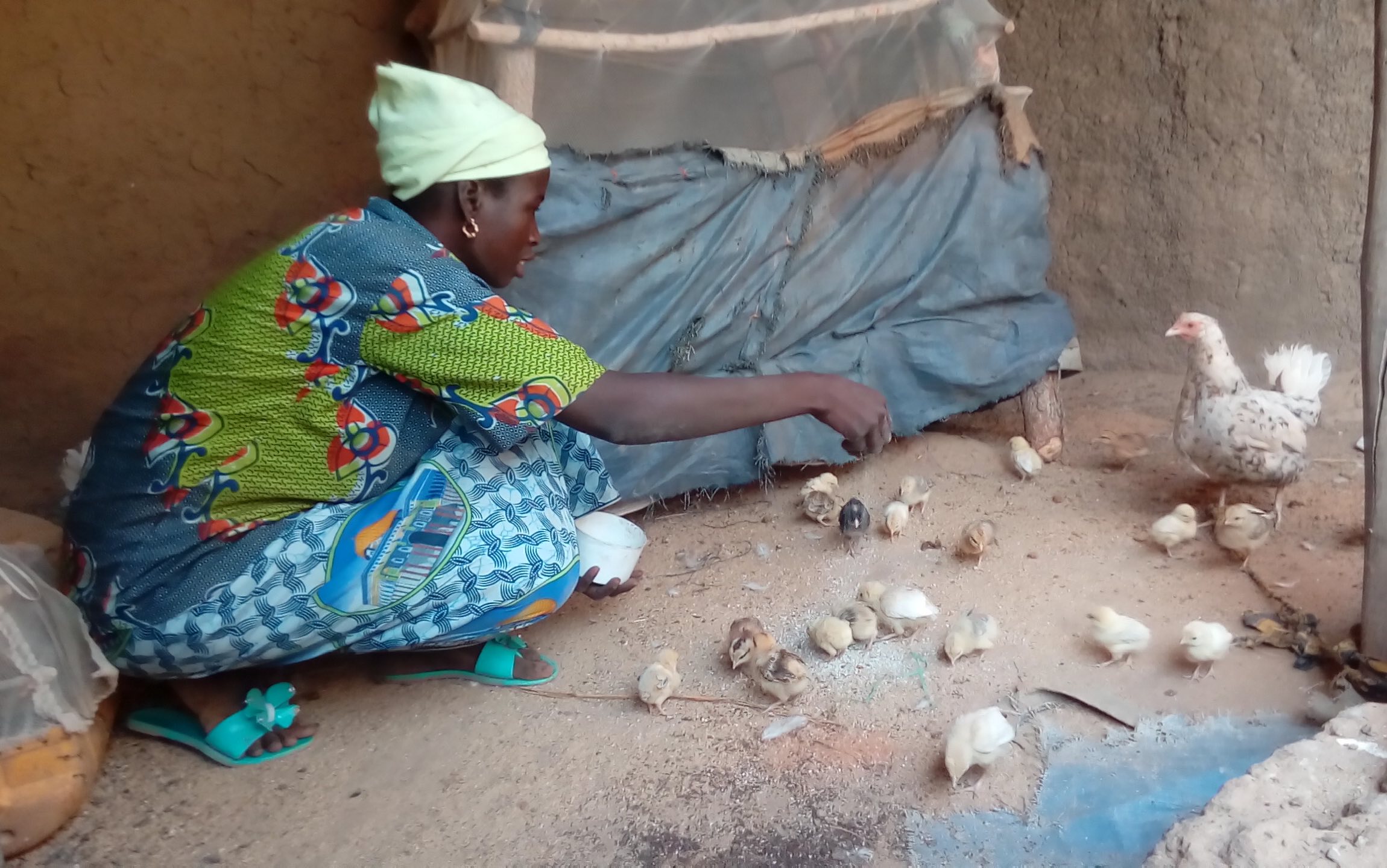 Unpacking the effects of a complex intervention on women’s poultry production: Evidence from Burkina Faso