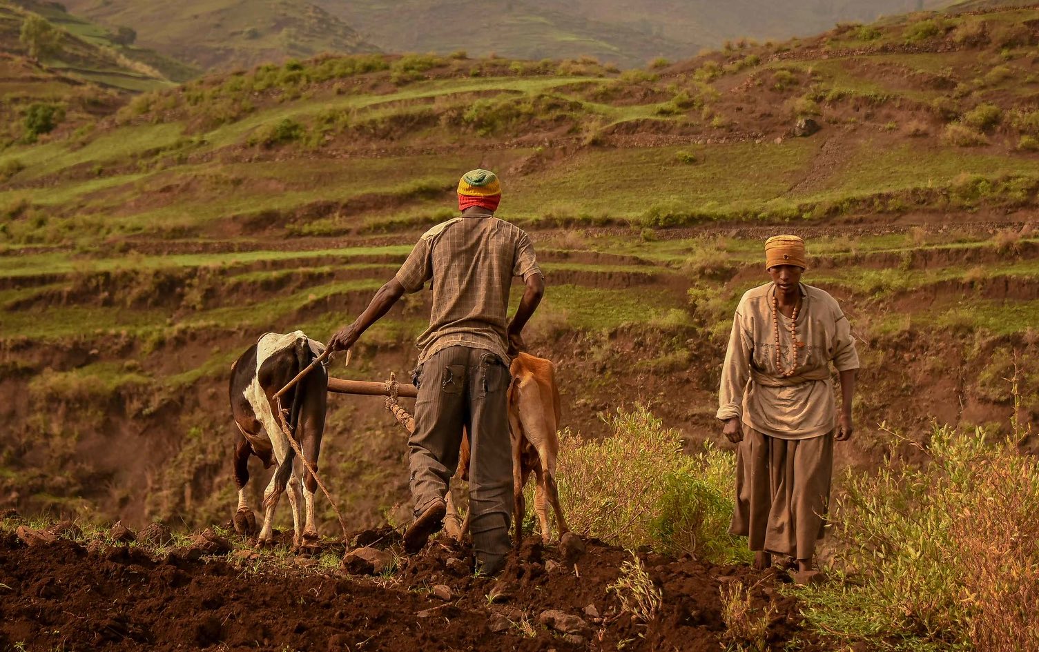 Farmers till land in Ethiopia