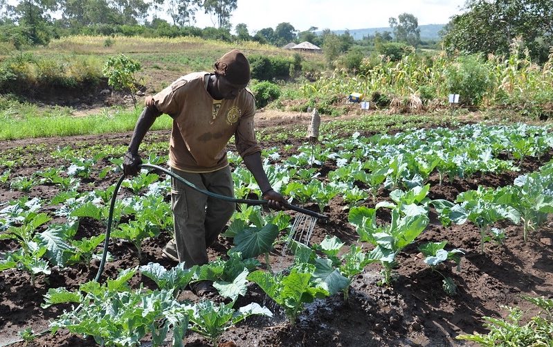 Kenya farmer waters crop on climate-smart farm