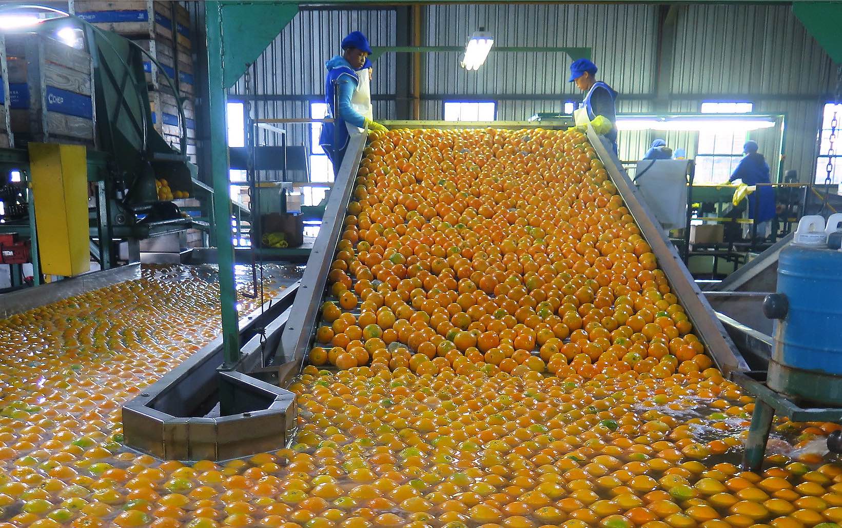 Processing oranges in South Africa