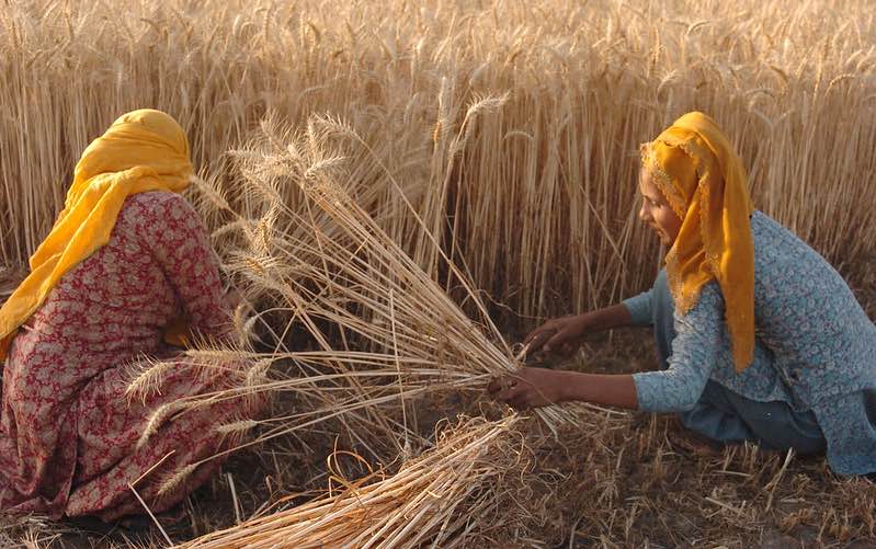 Women harvest wheat in Haryana, India