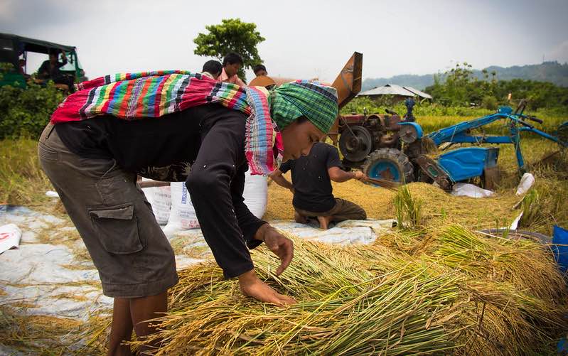 Harvesting and drying rice in Bangladesh