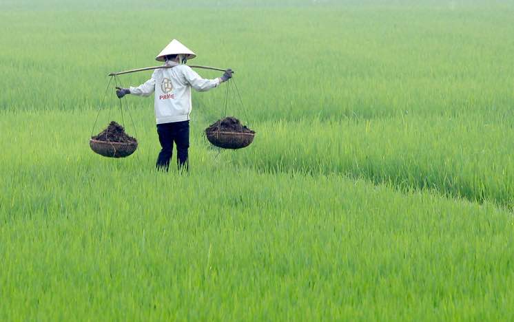 A farmer spreads fertilizer on a rice paddy in Viet Nam