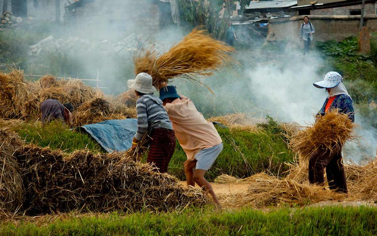 Workers process rice in Bhutan