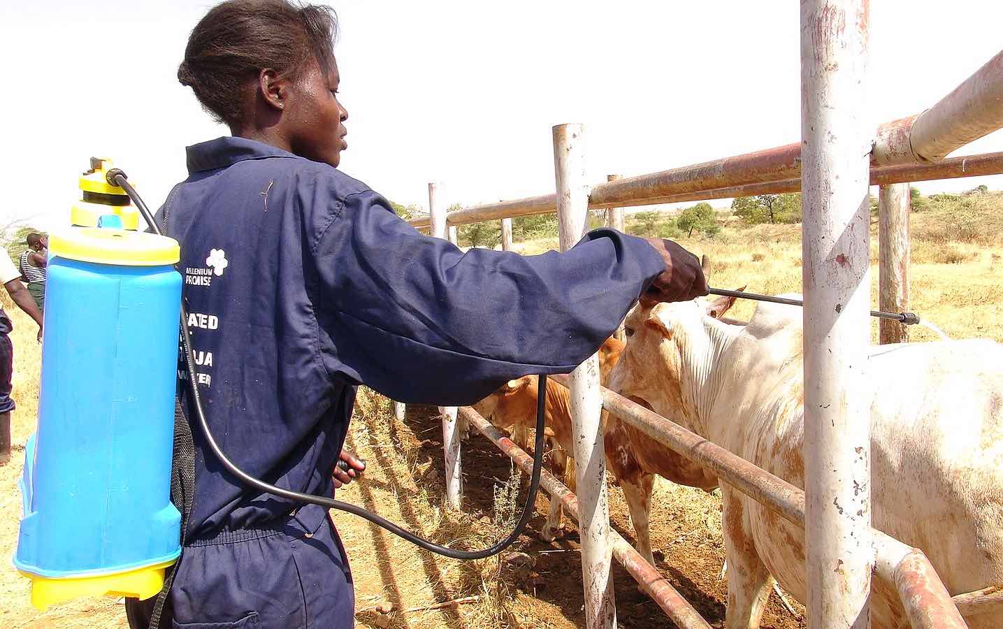Woman spraying cattle through fence