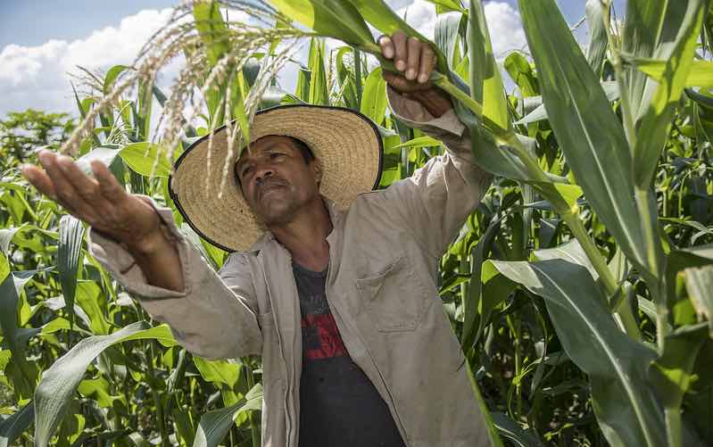 Man wearing sun hat holding stalk of maize plant