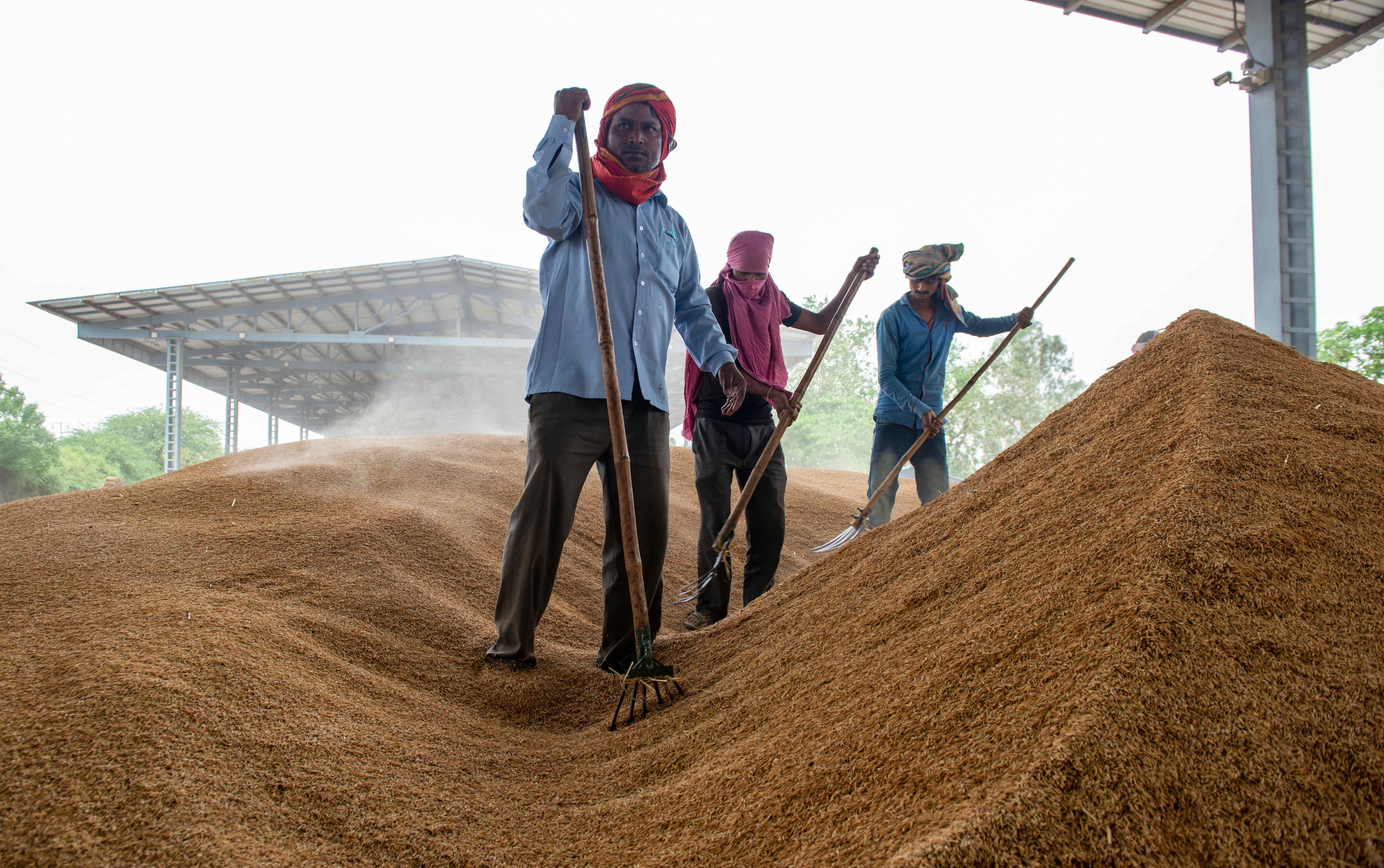 Workers stand with rakes on a large mount of rice grains