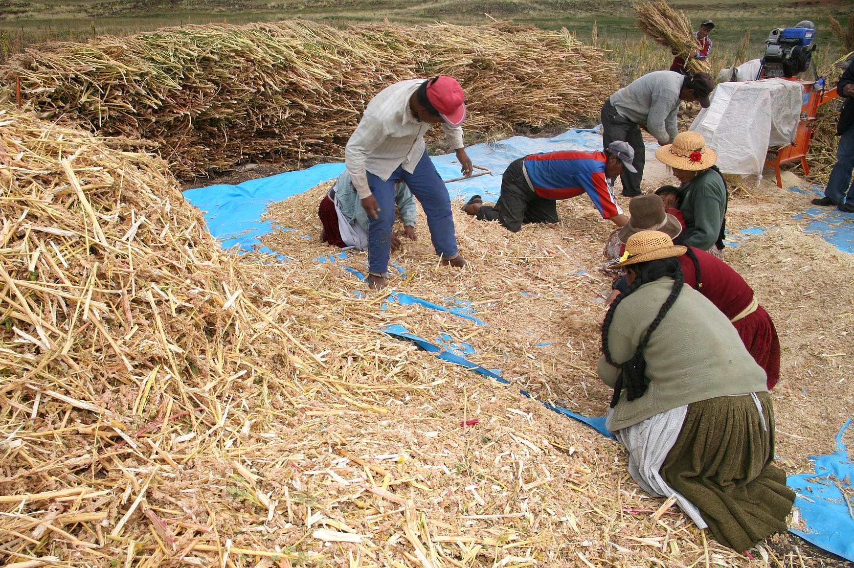 pile of quinoa stalks on left, six workers kneeling and crouching on richg
