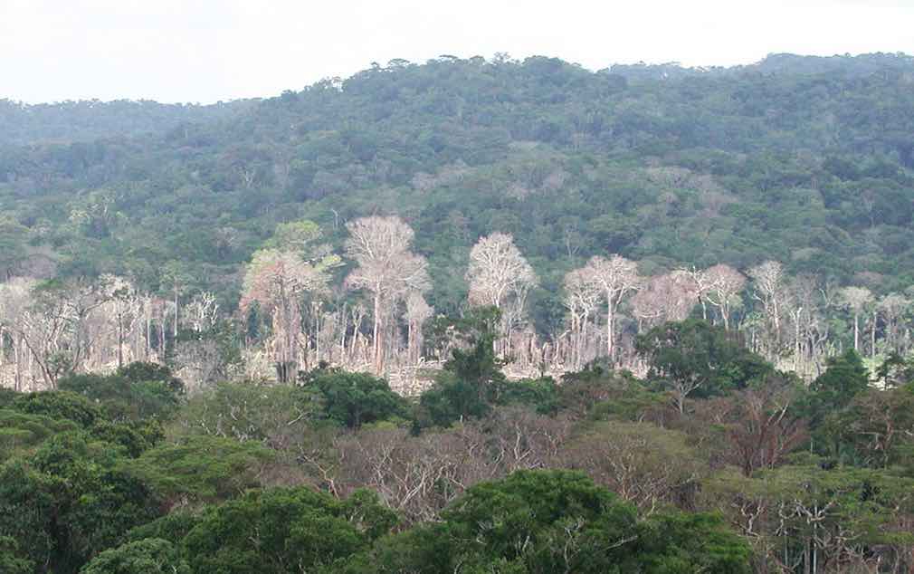 Why climate change is a greater threat to tropical rainforests than cropland expansion