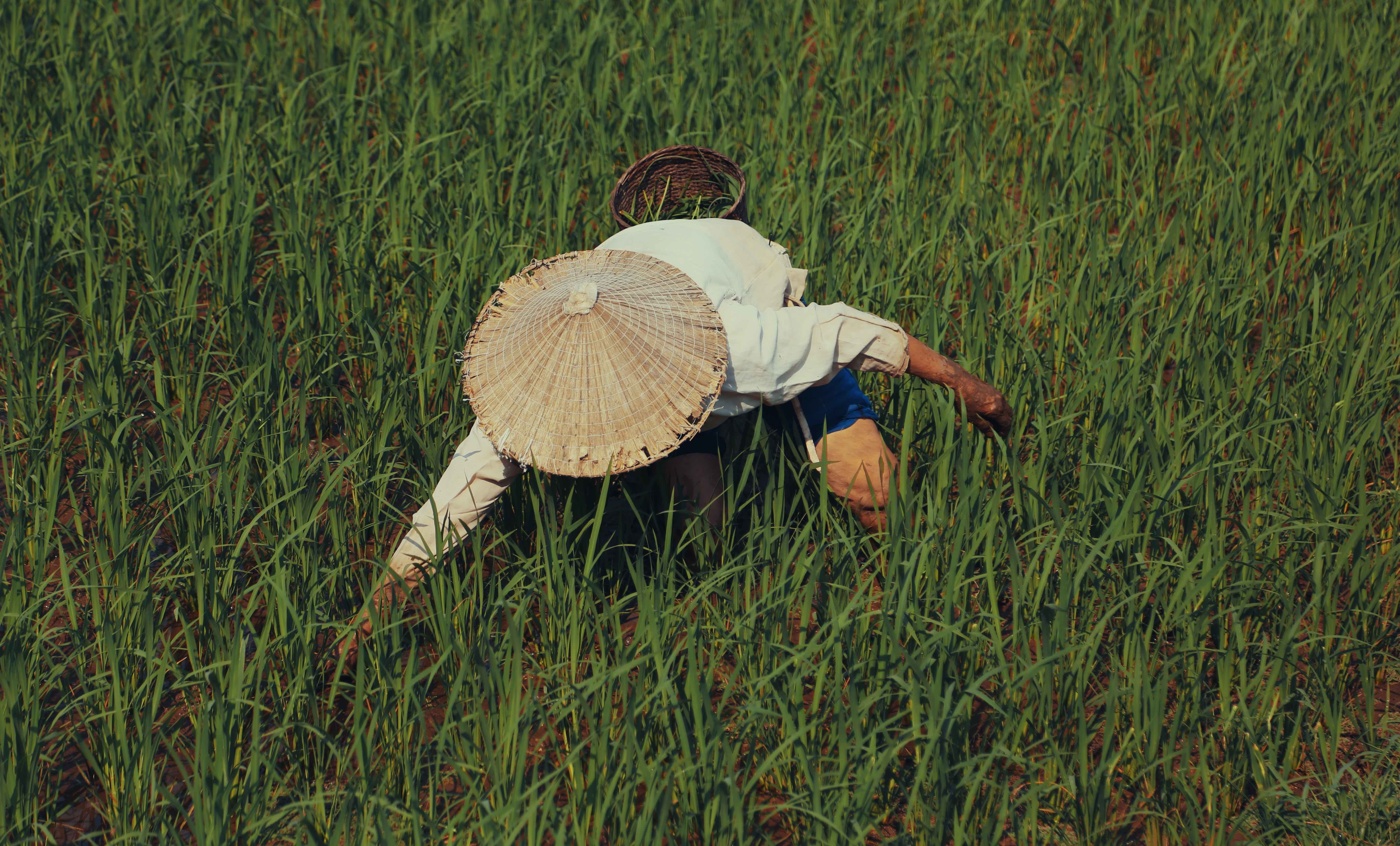 Overhead view of farmer crouching and leaning forward