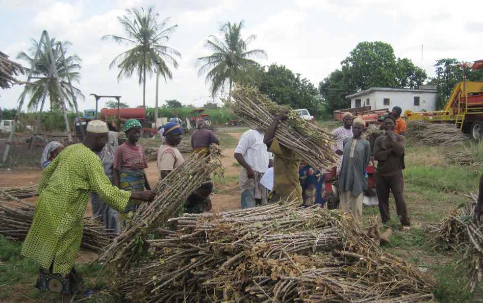 Men and women farmers line up behind bundles of cassava stalks, left, one carries a stalk away, right