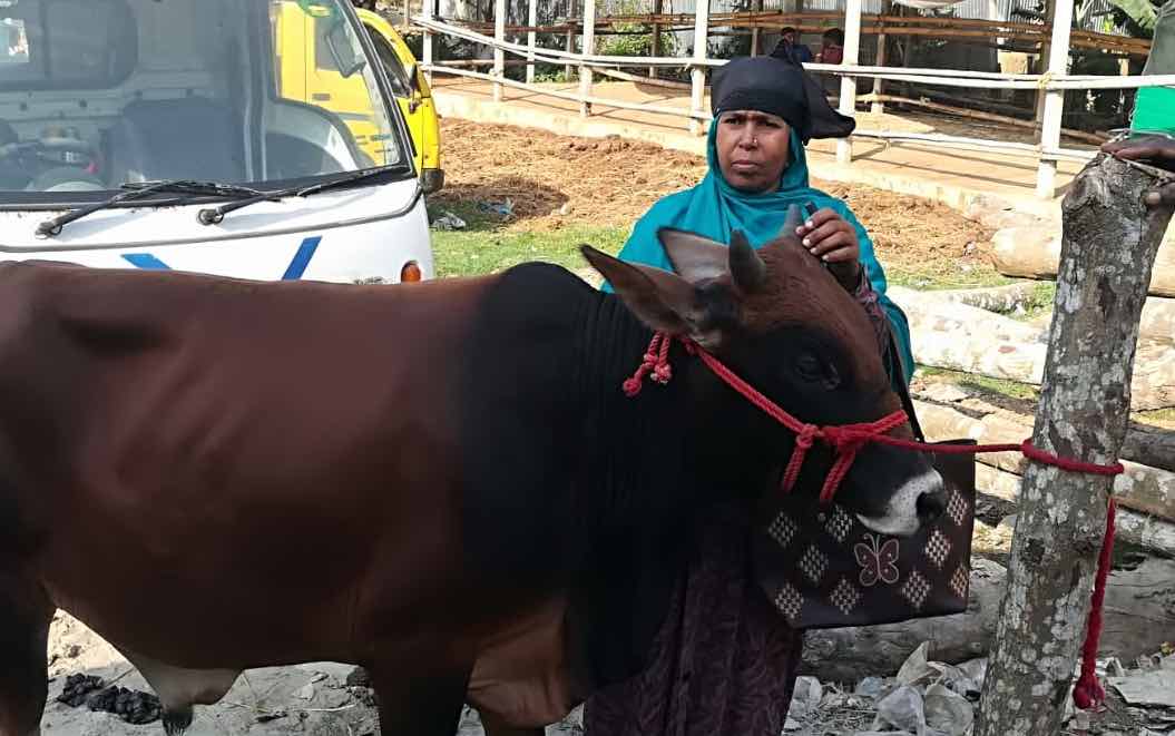 Woman with brown cow