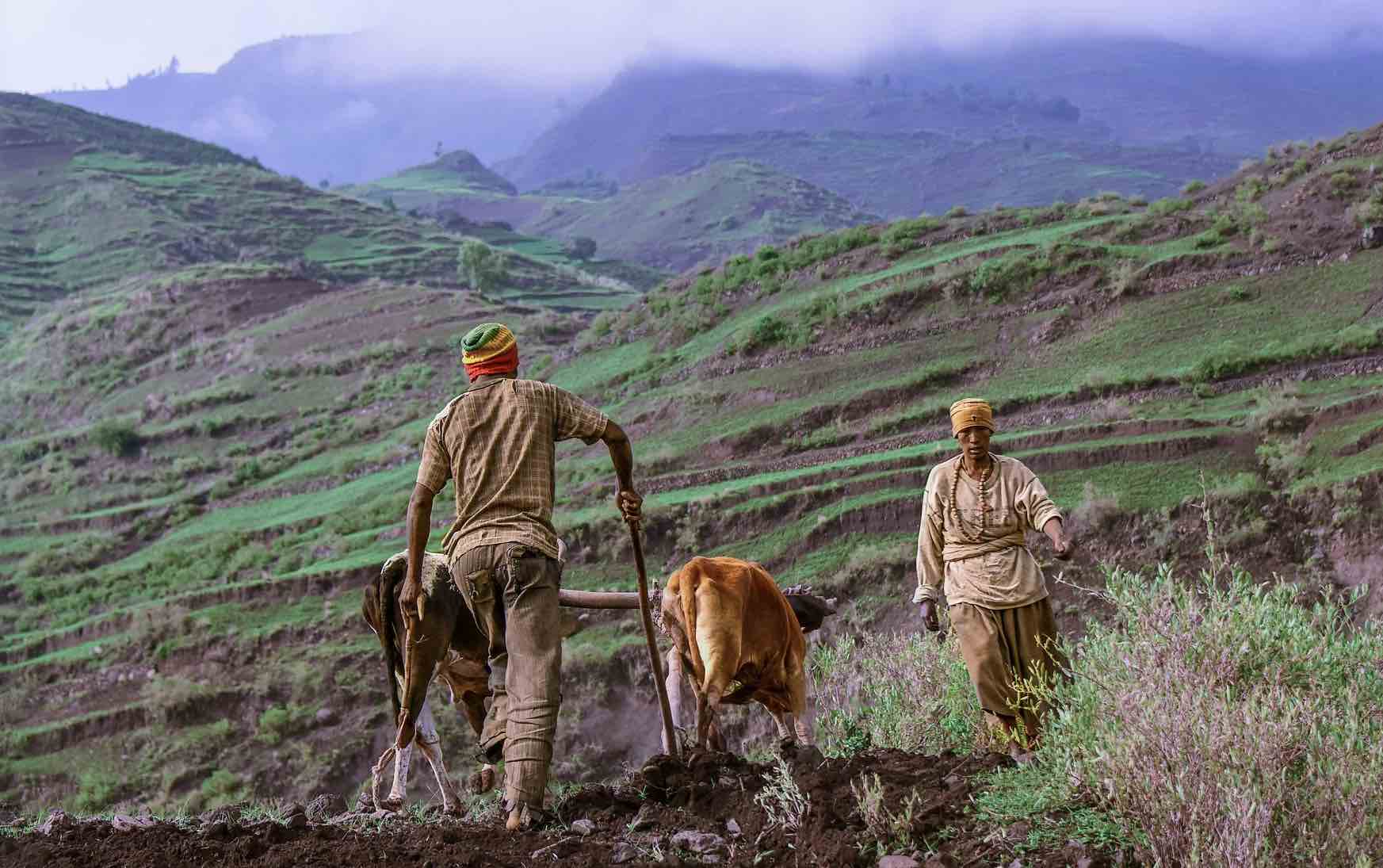 Two farmers, one driving two oxen and a plow, facing away from camera, in hilly terrain