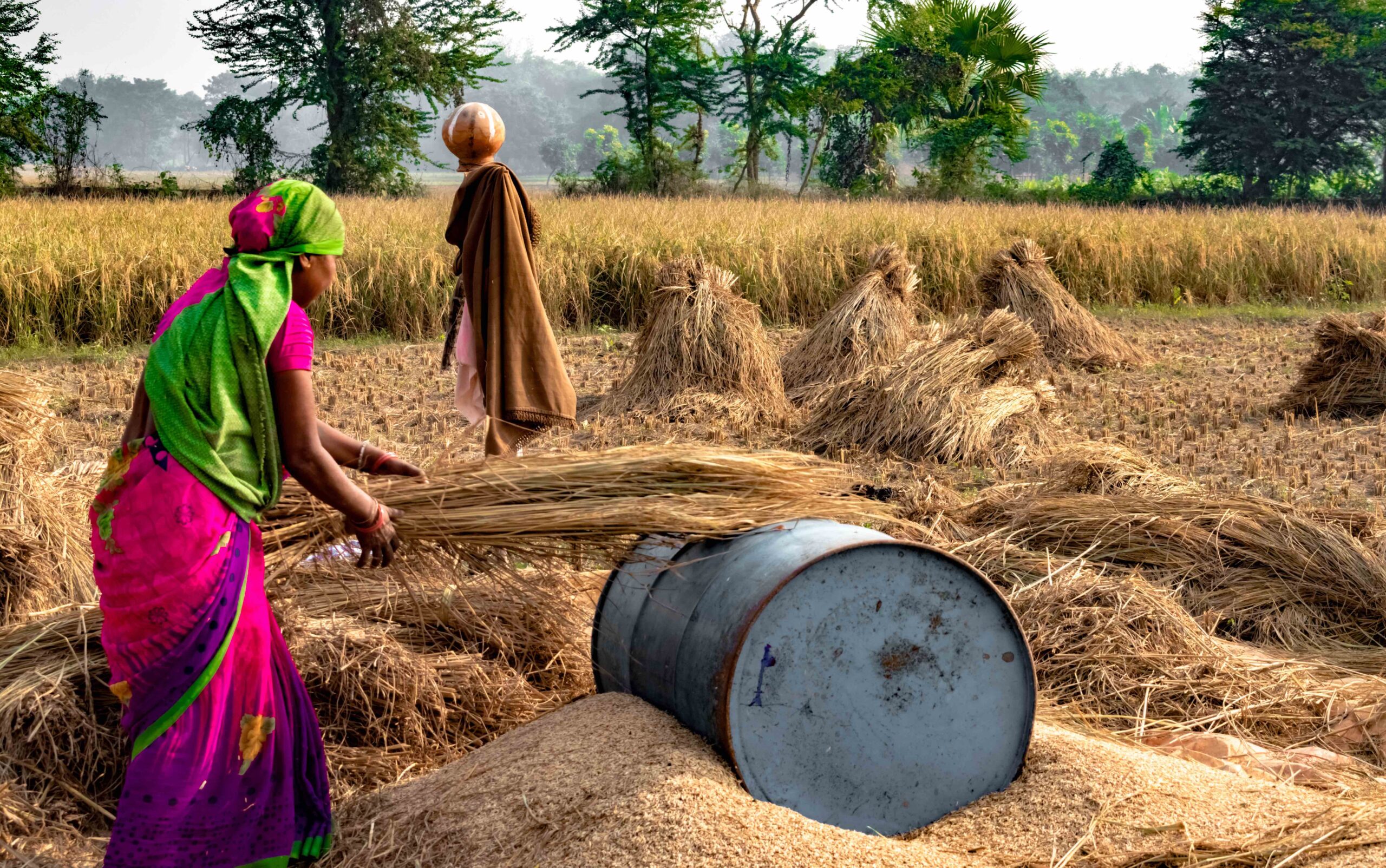 Woman wearing saree threshes stalks of wheat over a barrel in wheat field
