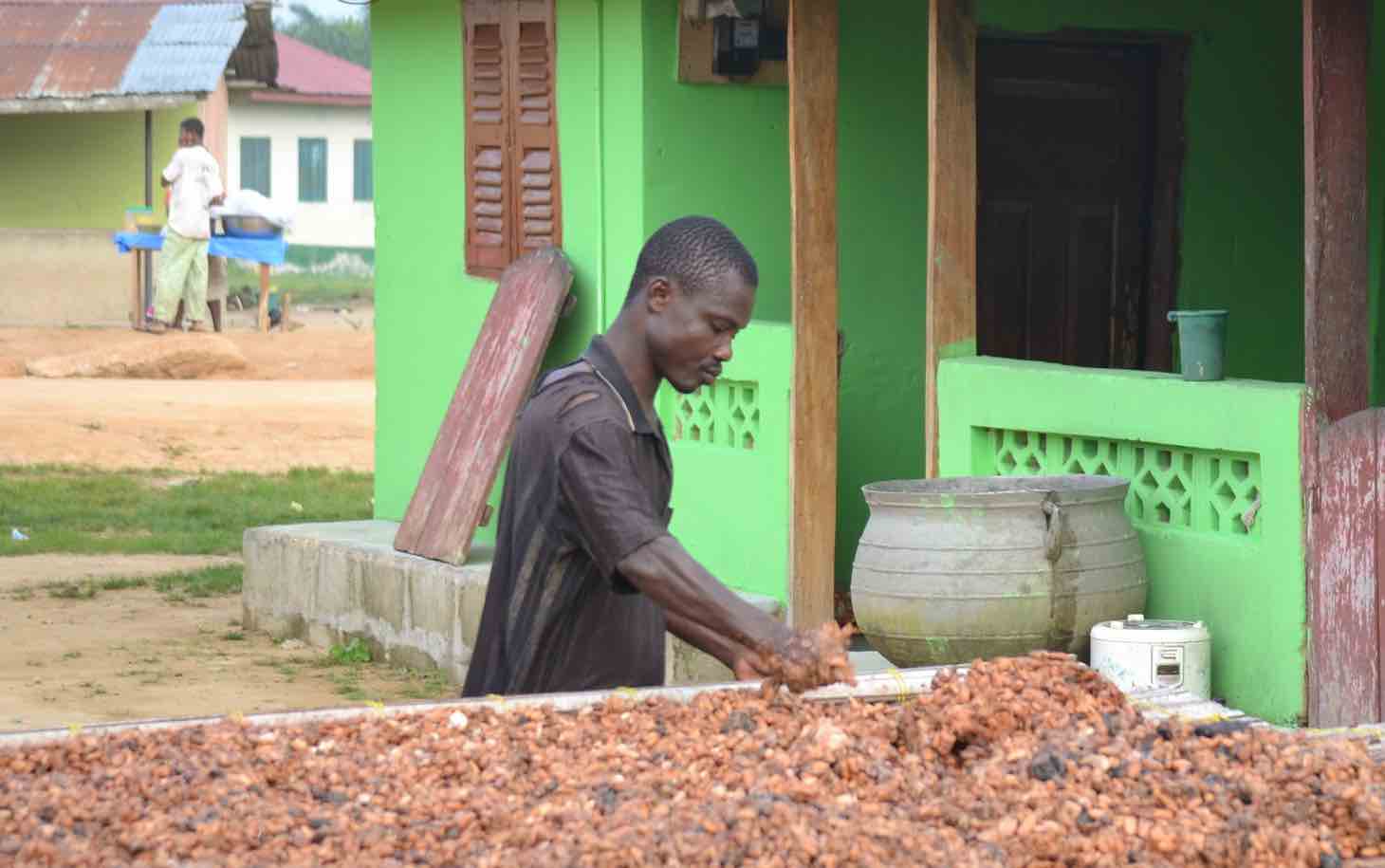 Man spreading cocoa beans on broad sheet next to building.